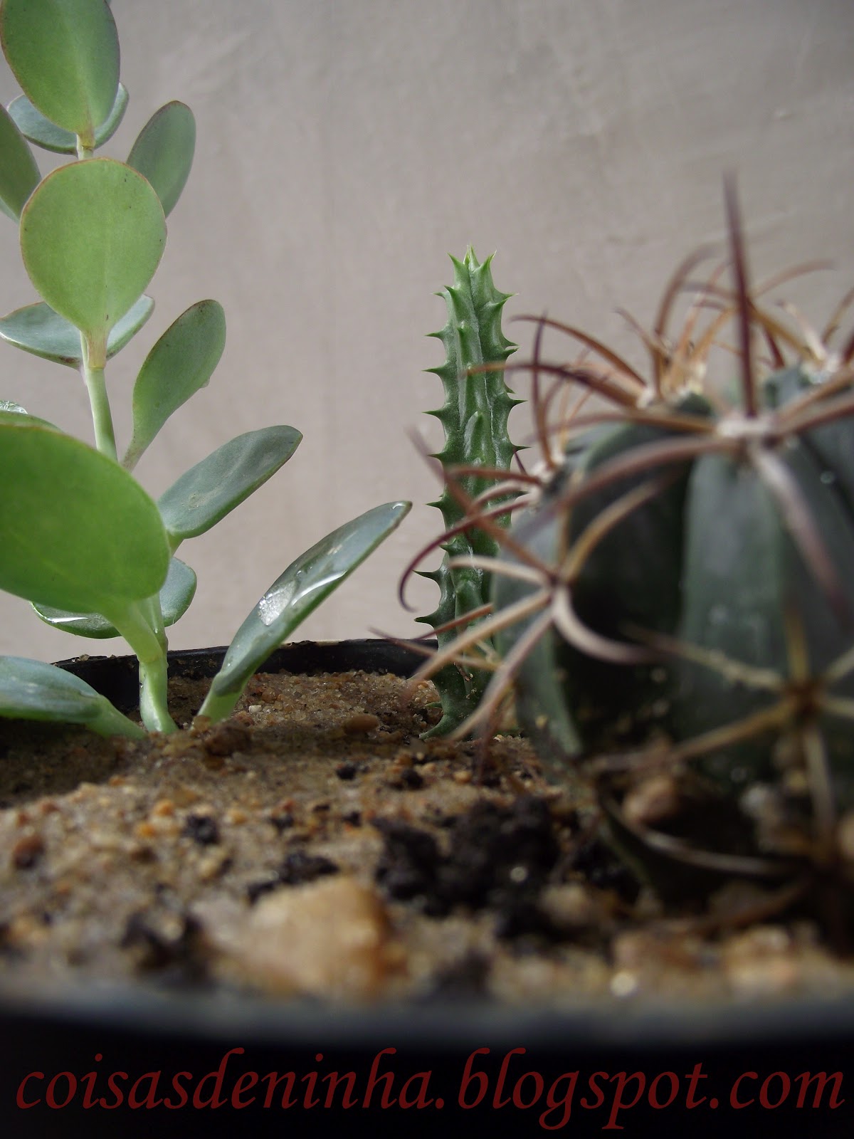 mini jardim de cactus: de aluguel num quitinete e já dei um jeitinho de olhar prum verde mini jardim de cactus: de aluguel num quitinete e já dei um jeitinho de olhar prum verde