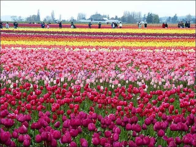 Das coisas que vejo e gosto.: Os Lindos Campos de Tulipas da Holanda.