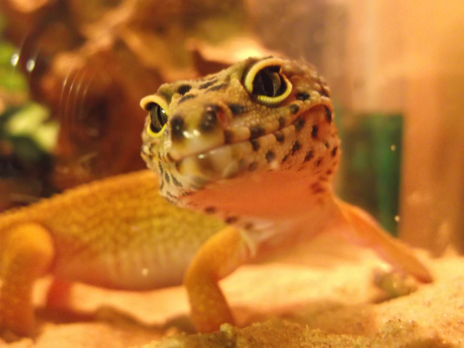leopard-gecko-2.jpg