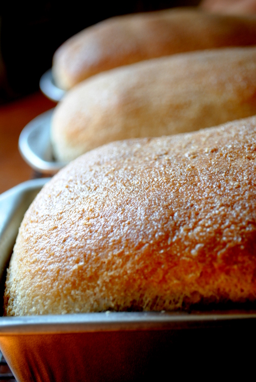 Cooke's Frontier Whole Wheat Bread {Large Batch}