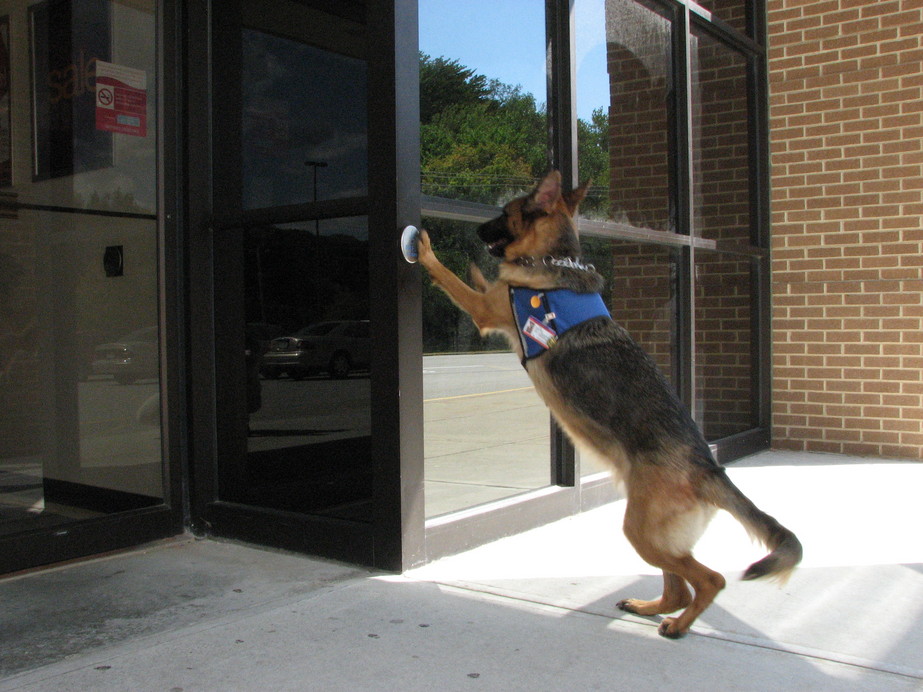 german shepherd service german shepherd pictures posters news and on your pursuit hobbies german shepherd service german shepherd pictures posters news and on your pursuit hobbies
