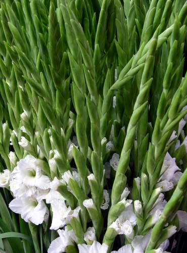 Jual Sedap Malam (Polianthes tuberose) | suplier tanaman hias | jasa desain taman
