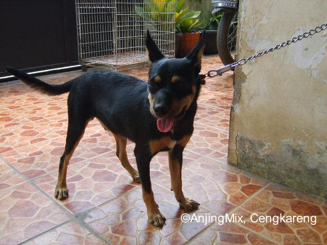 Anjingmix