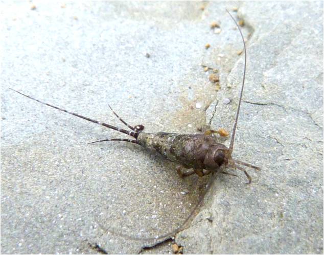 Insects of Scotland Bristletails/Springtails