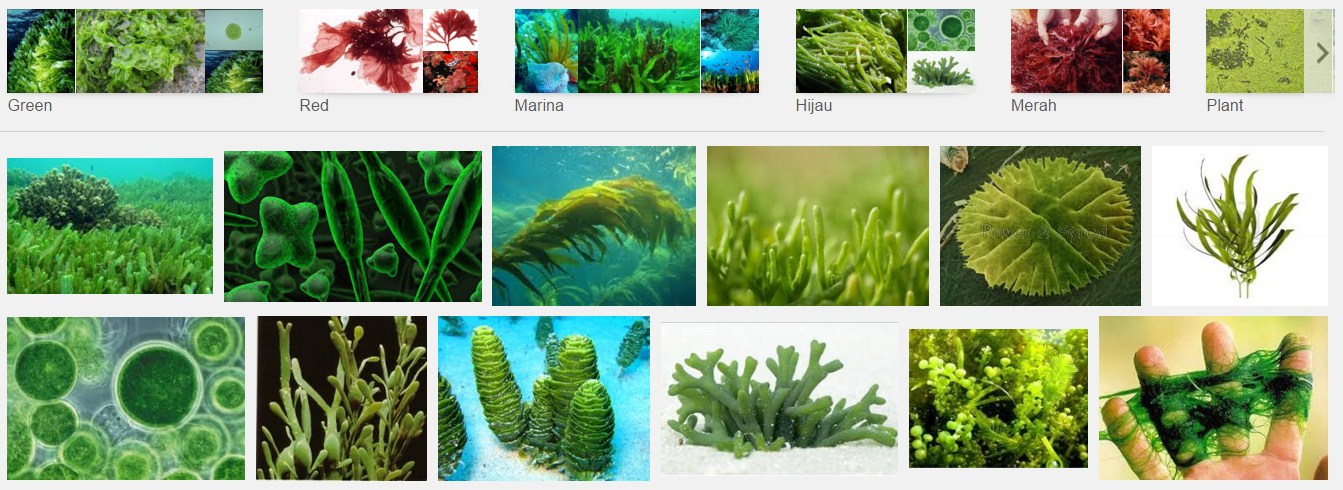 Sejarah Biologi Klasifikasi Ganggang Alga Beserta Ciri Cirinya