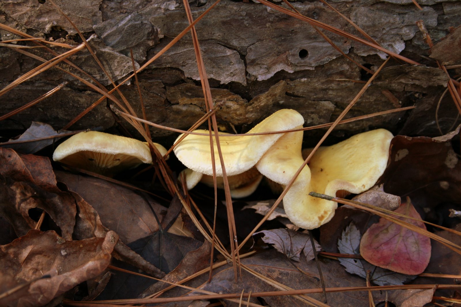 South Englishtown Gazette A Couple of Winter Mushrooms One Edible and