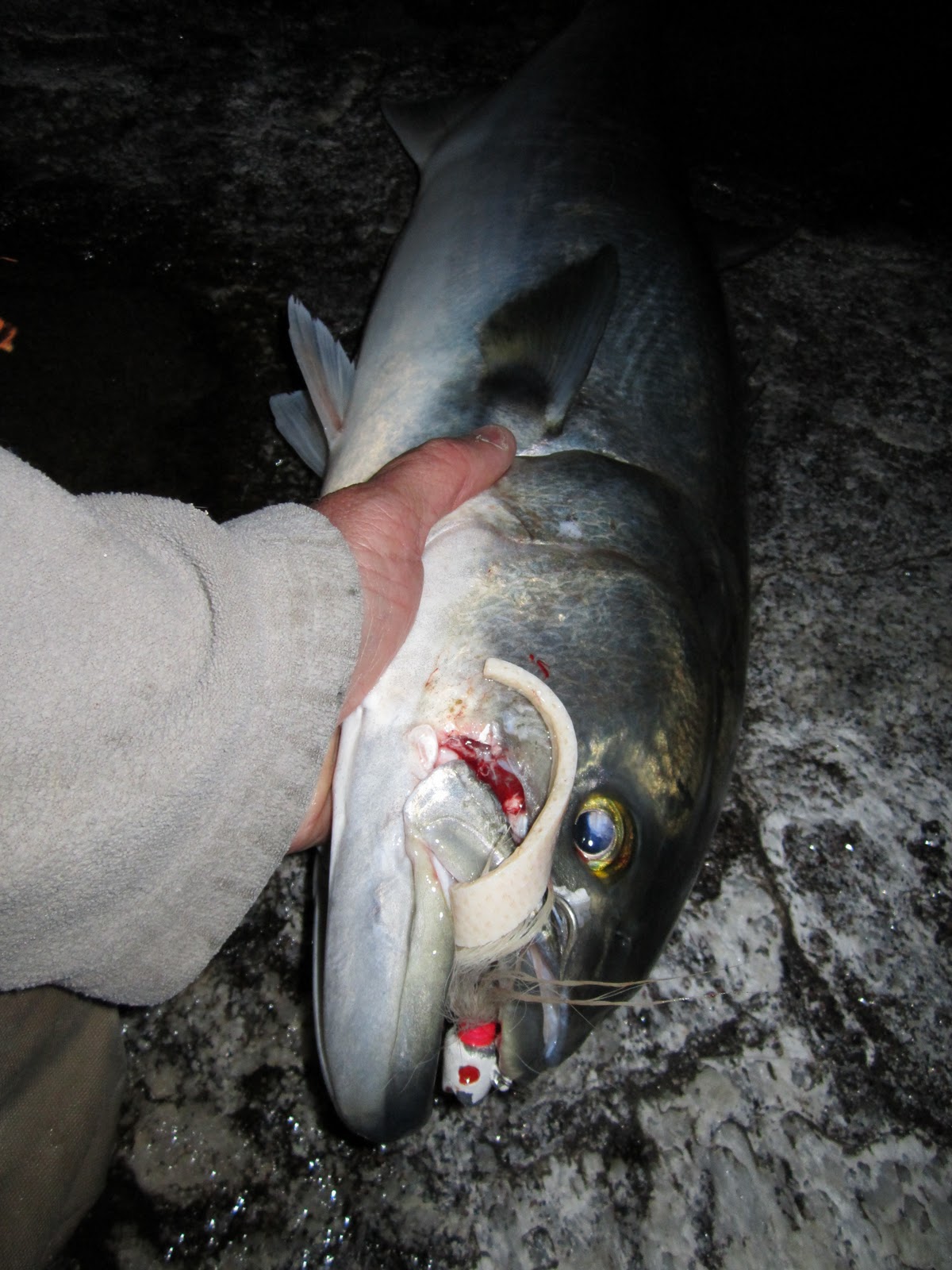 Biggest Striped Bass