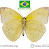 Aphrissa statira statira