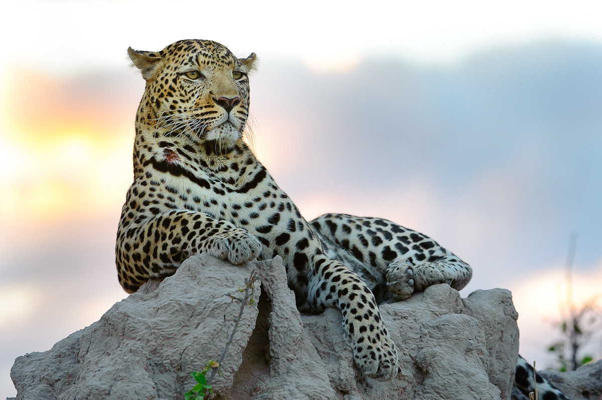 Beautiful dangerous wild animals pets of Africa: Dangerous Cheetahs of Africa1200 x 798