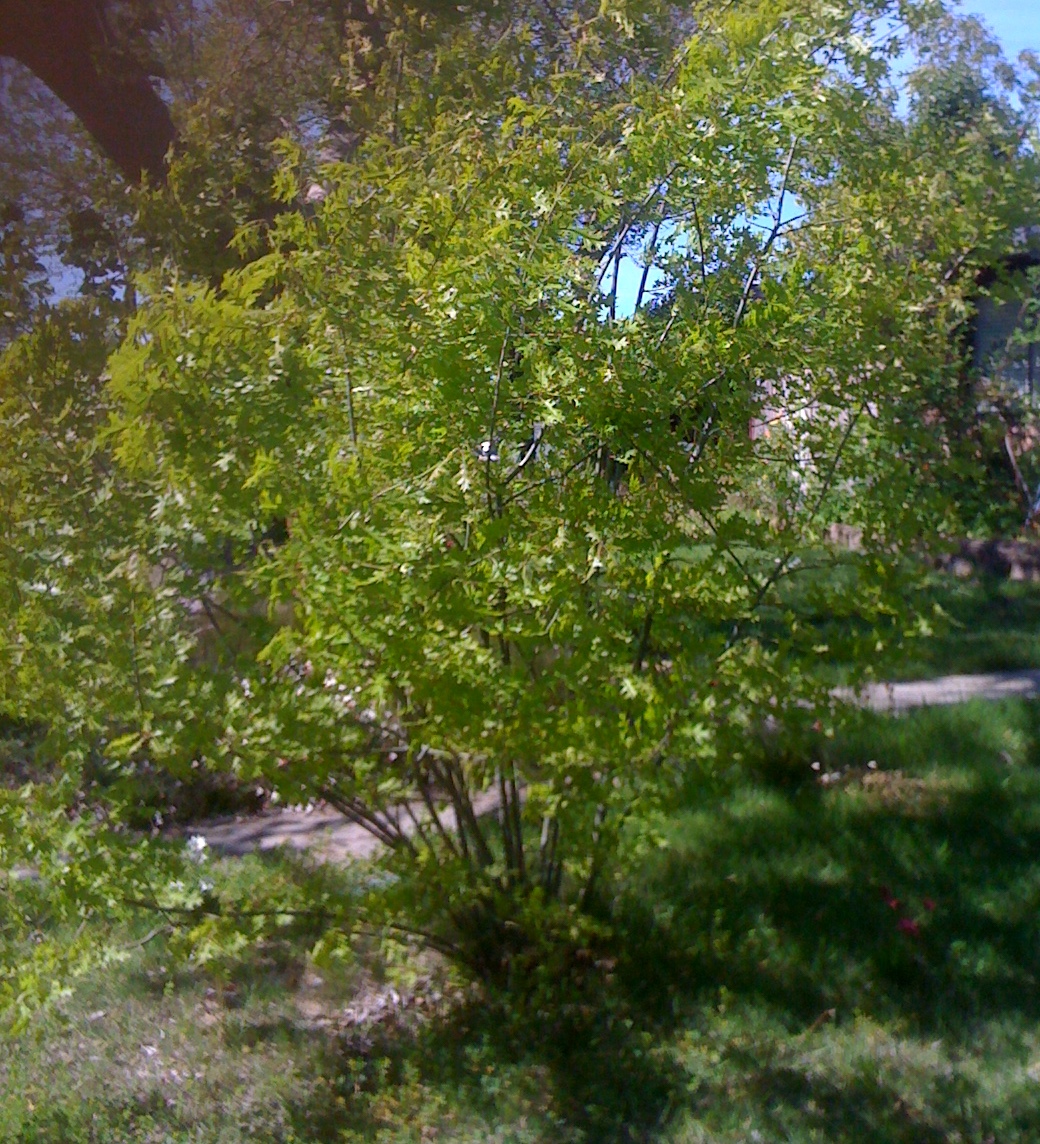 Geno's Garden Design & Coaching | : Simple Pleasures in the Garden