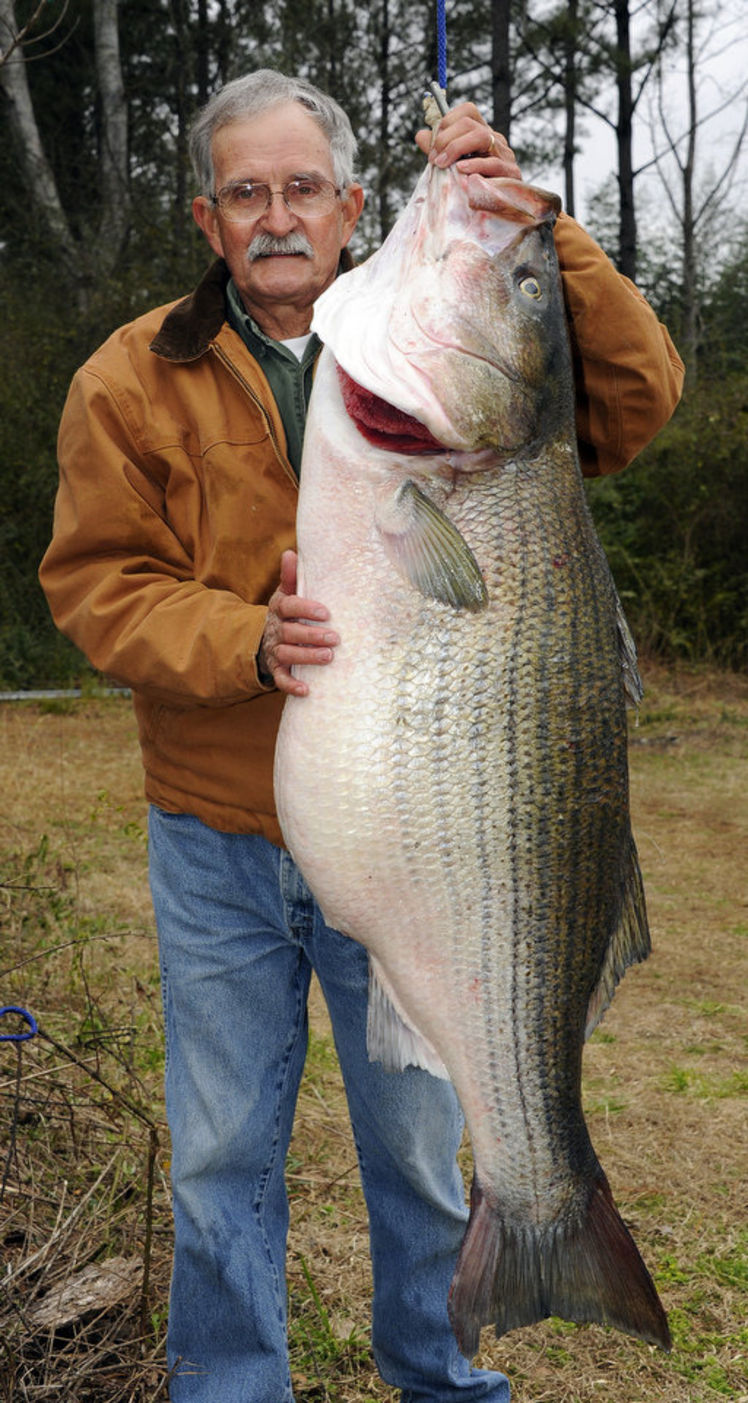 Big Fishes of the World STRIPED BASS page 2
