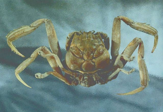 Kepiting Aneh Berbentuk Wajah Manusia
