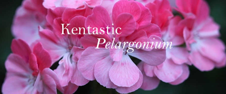 Kentastic Pelargonium