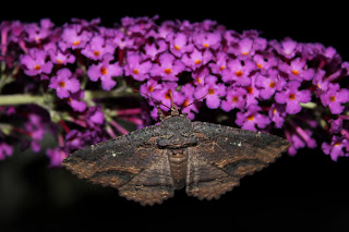 Moth on butterfly bush
