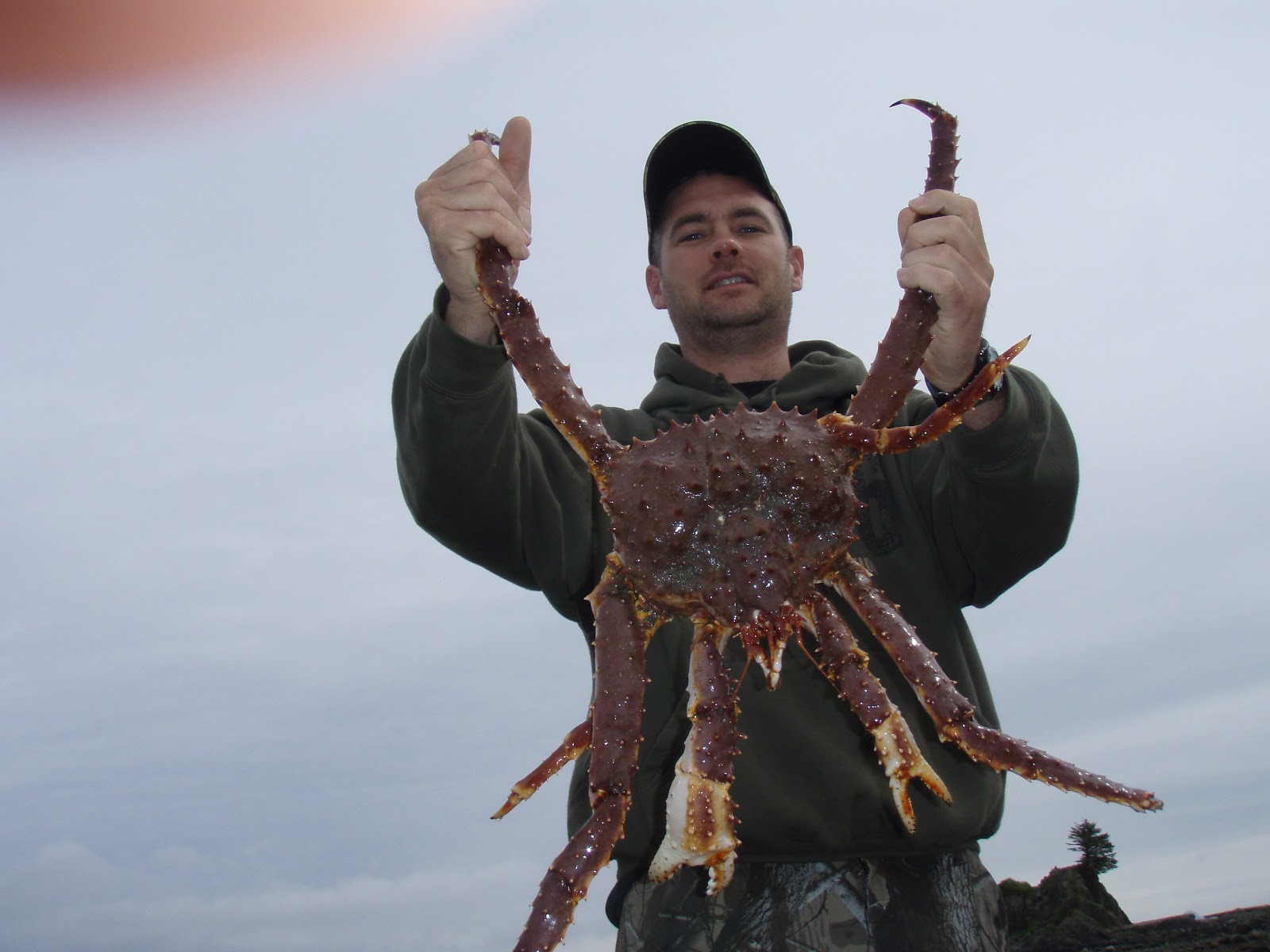 King Crabs Life of Sea