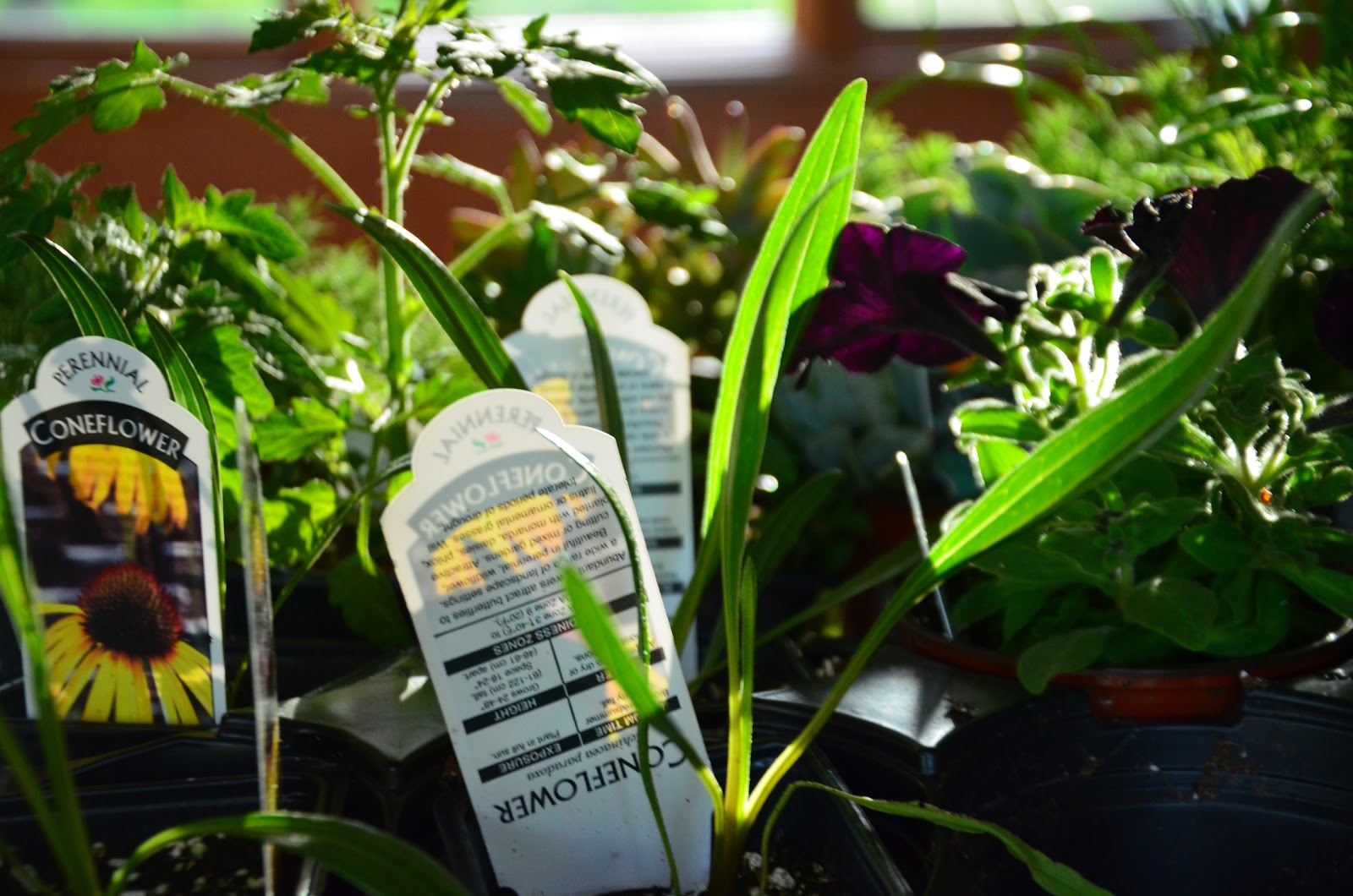 Zone Five and a Half How to Grow Flowers from Seeds Four O'Clocks