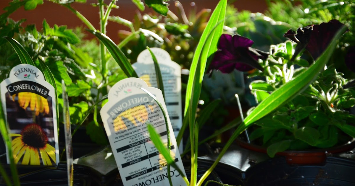 Zone Five and a Half How to Grow Flowers from Seeds Four O'Clocks