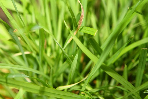 Plant Textures_3 Plant Textures_3
