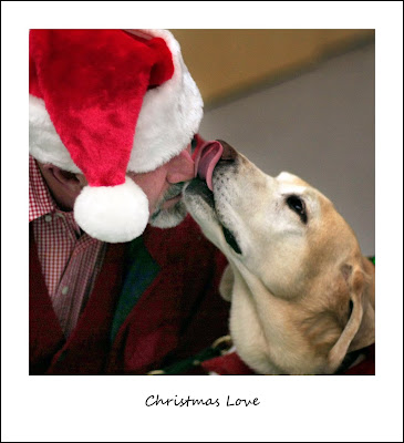 yellow Lab licks nose of man in Santa hat
