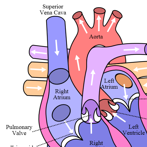 Anatomy and Physiology!: Heart Anatomy