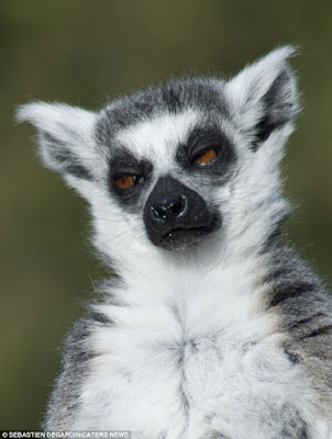 Cerita Rumah Tangga: Gambar Binatang Lucu: Seekor Lemur Duduk Melakukan