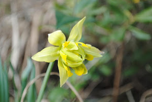 収益物件パーク Blogの花（スイセン）