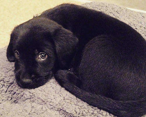 teddy guide dog puppy