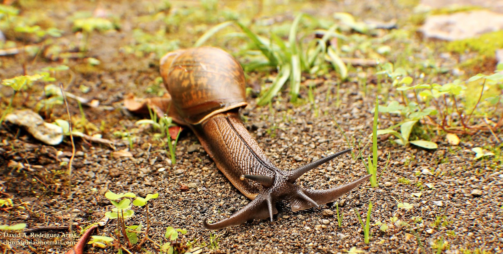 Real Monstrosities Wolf Snail