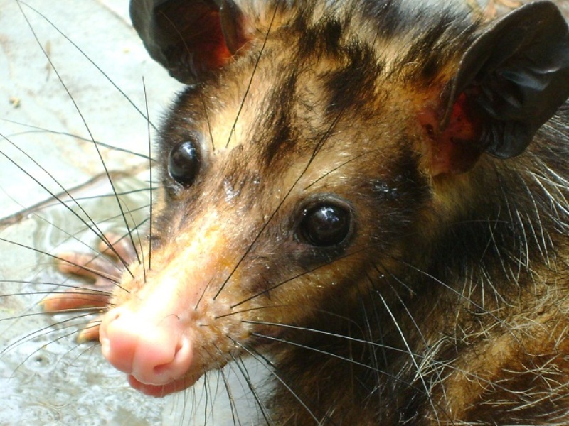 Caliandra do Cerrado: O Gambá no Bioma Cerrado