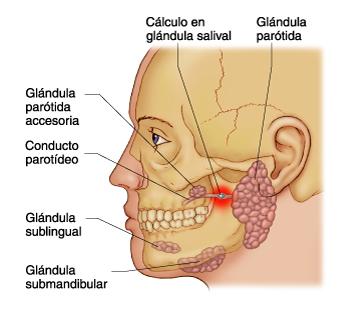 Glandulas salivales