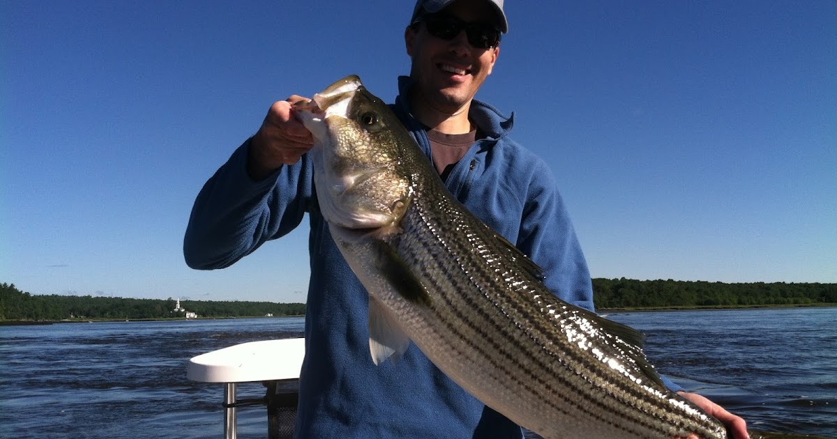 Maine Striper Fishing Charters & Reports Hotline 2076910745 Maine