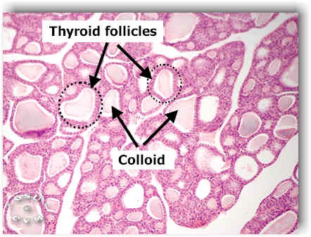veterinary online- Histology-endocrine glands - veterinary online