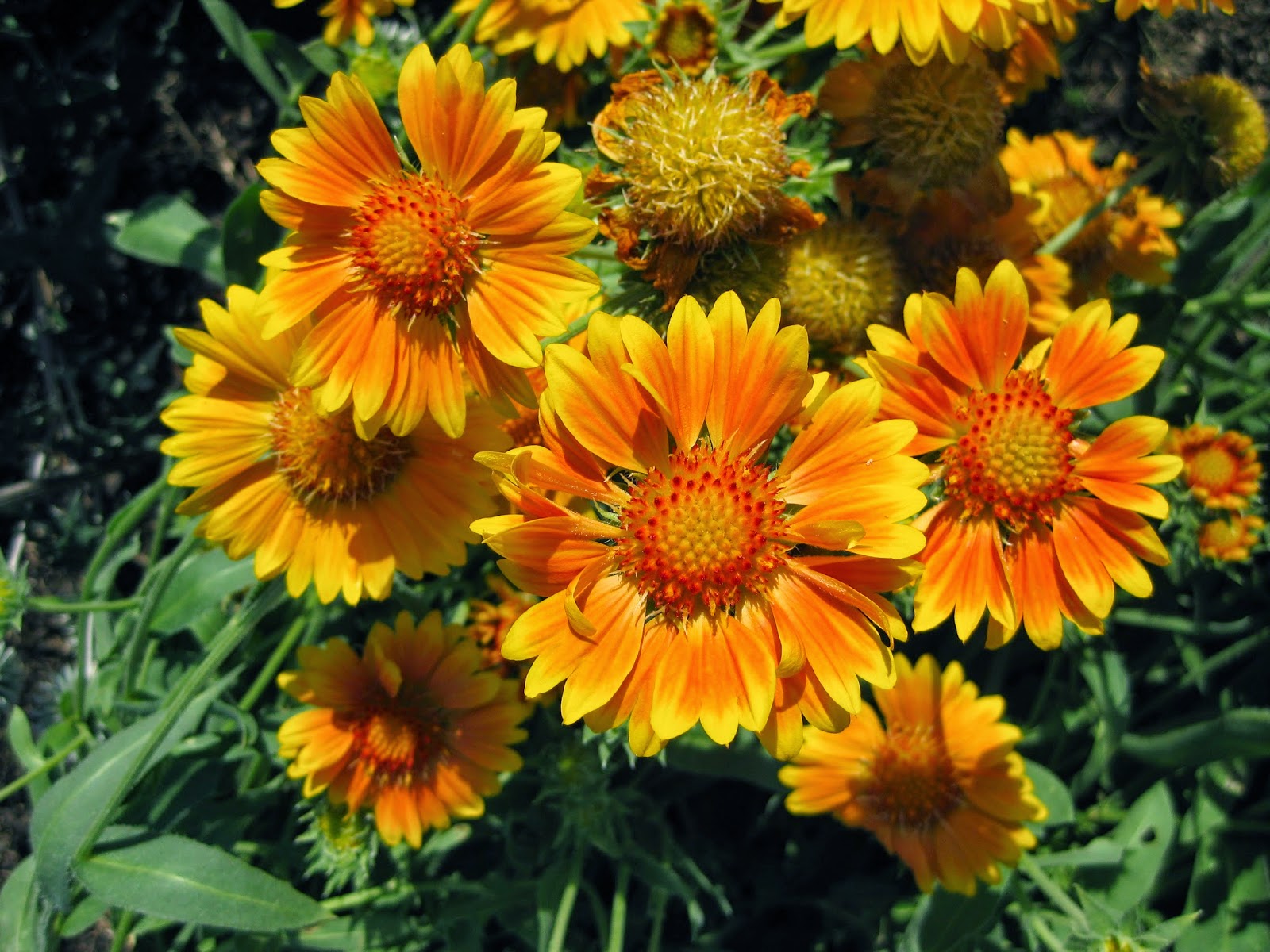 Rotary Botanical Gardens Hort Blog Blanket Flowers Galore!