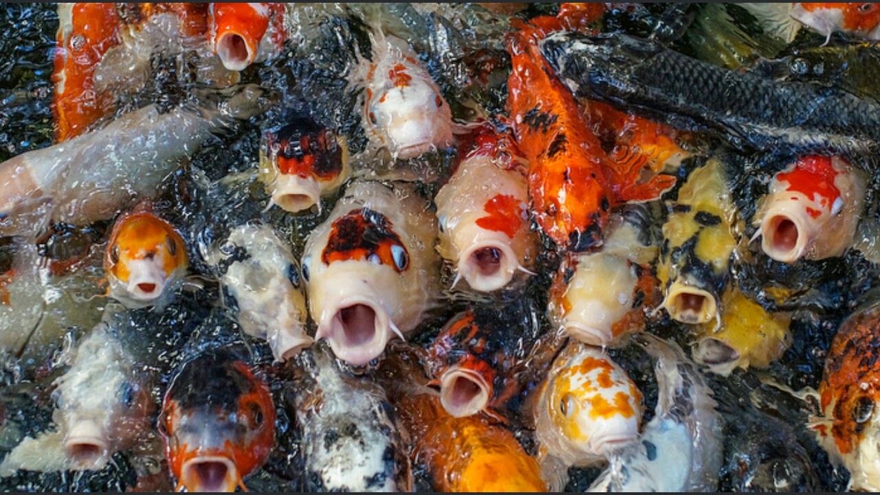 jual ikan hias koi di bali bali koi farm jual bibit jual ikan hias koi di bali bali koi farm jual bibit