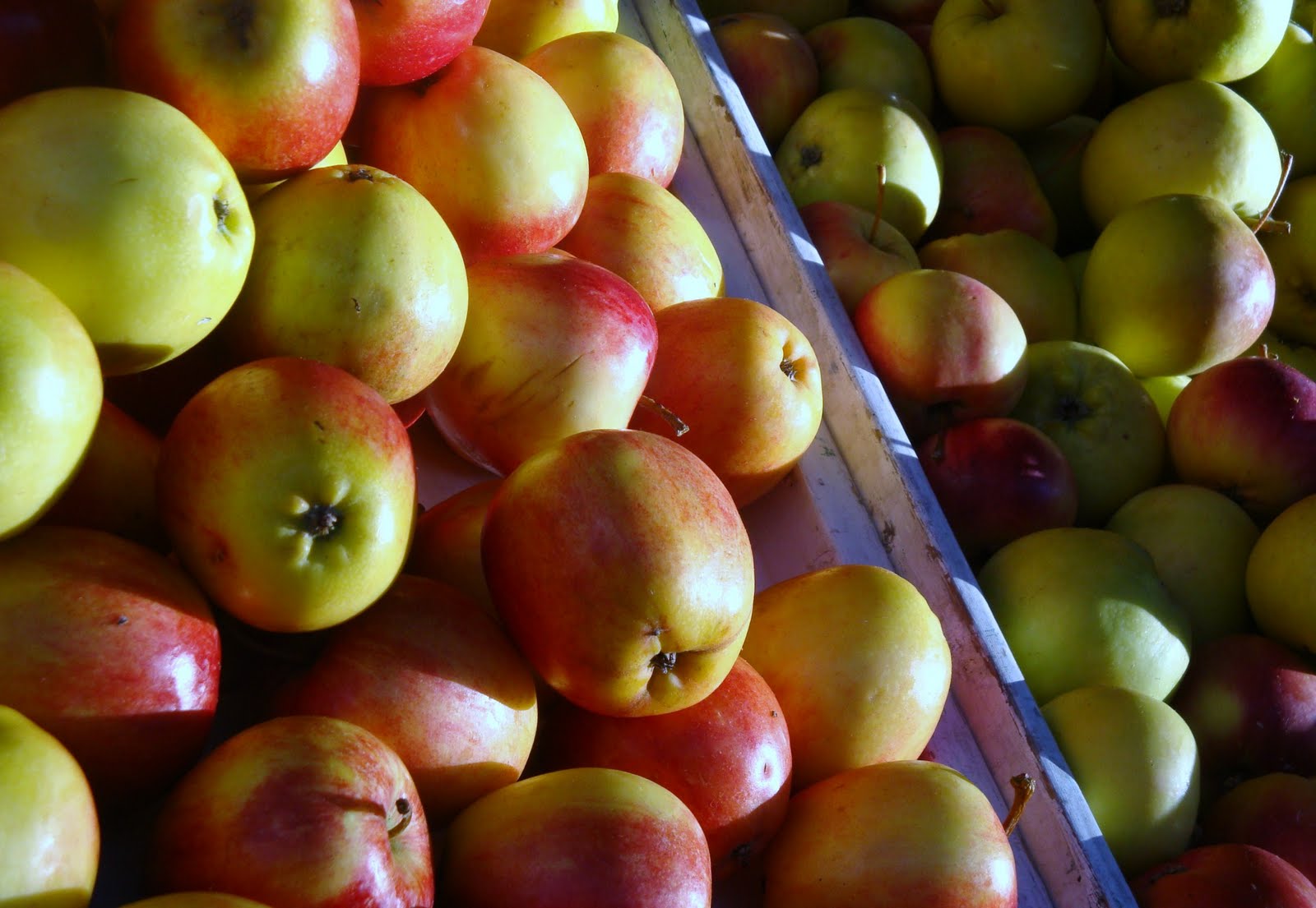 are apples ok for dogs la vita saporita as american as apple pie are apples ok for dogs la vita saporita as american as apple pie