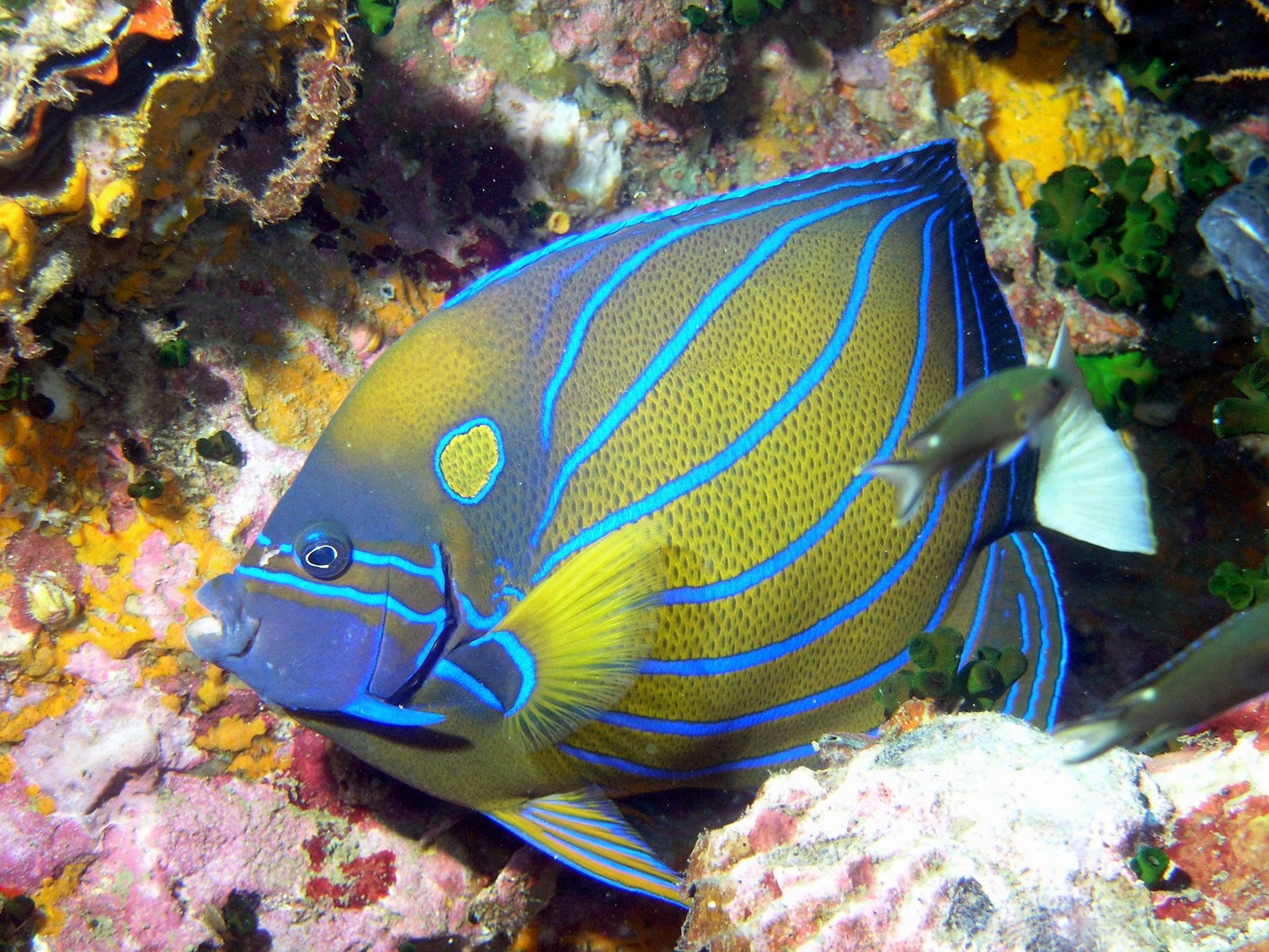 marine angelfish www