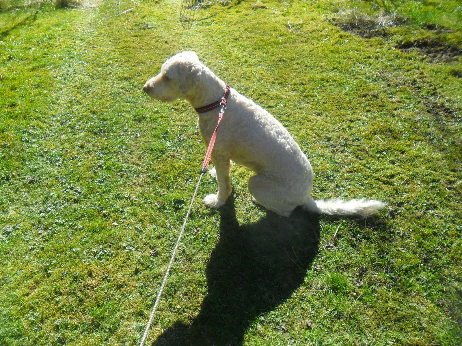 Lagotto Romagnolo Uppfodare Valpar Tryffelhund Imperies Kennel Jane Ahlzen Marmstad Nykoping Tryffel Italien Vattenhund