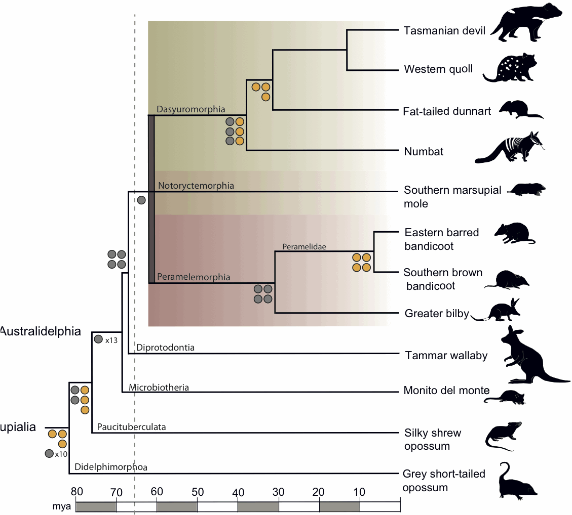 create a family tree online free