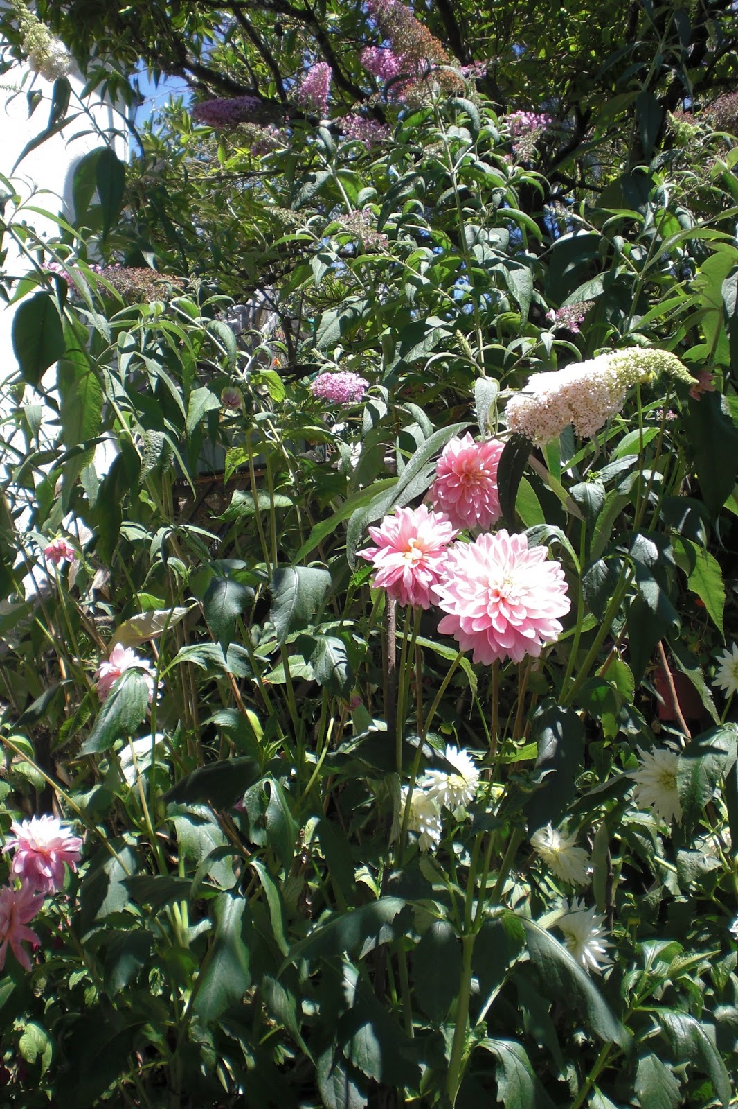 Powell River Books Blog Coastal Bc Plants Butterfly Bush