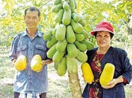 ‘ปลูกมะละกอ’ ขาย ‘พันธุ์ฮอลแลนด์’ มาแรง-3