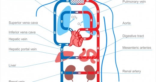 Comparative Anatomy: CIRCULATORY SYSTEM