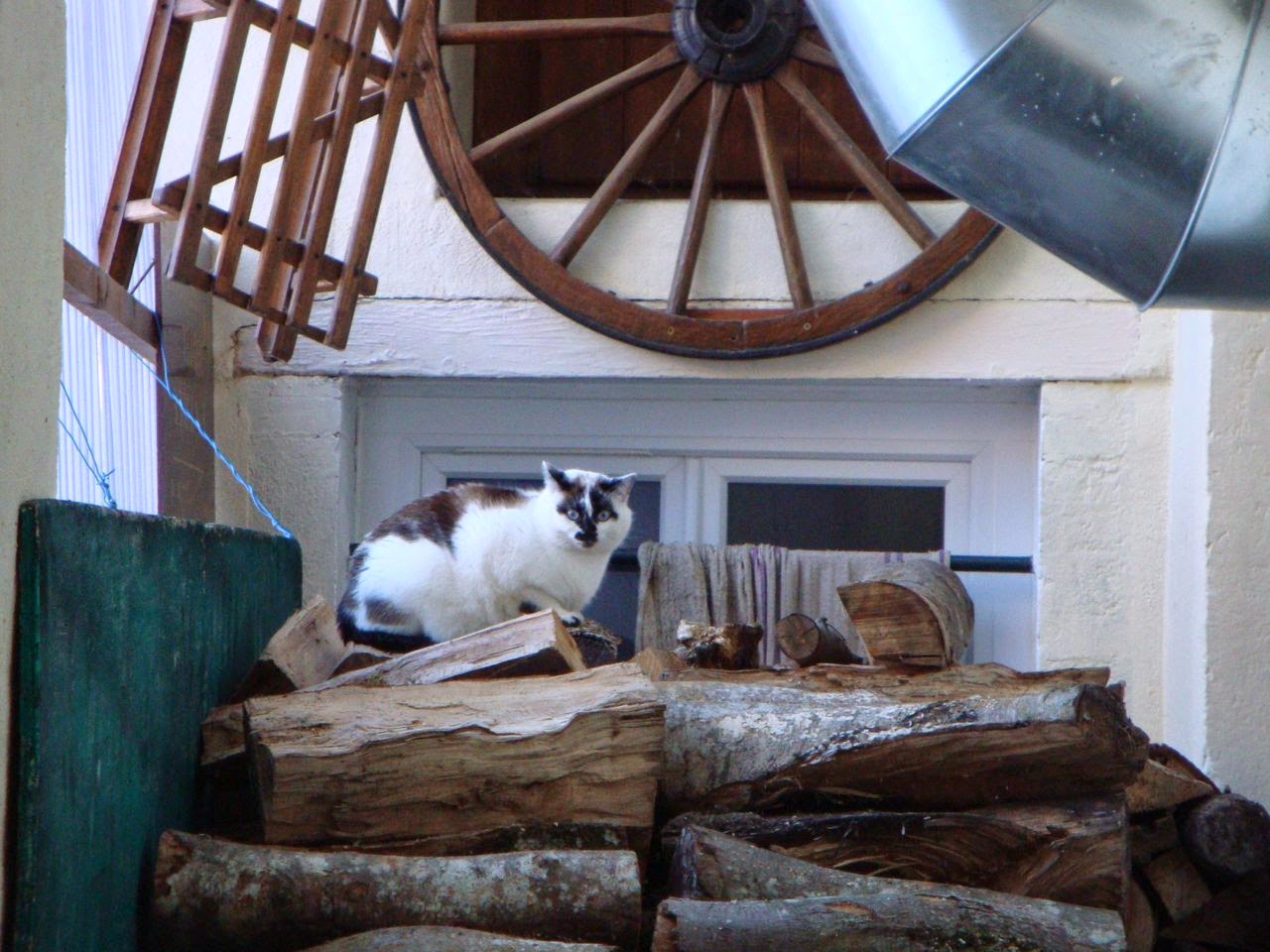 chat montfermeil