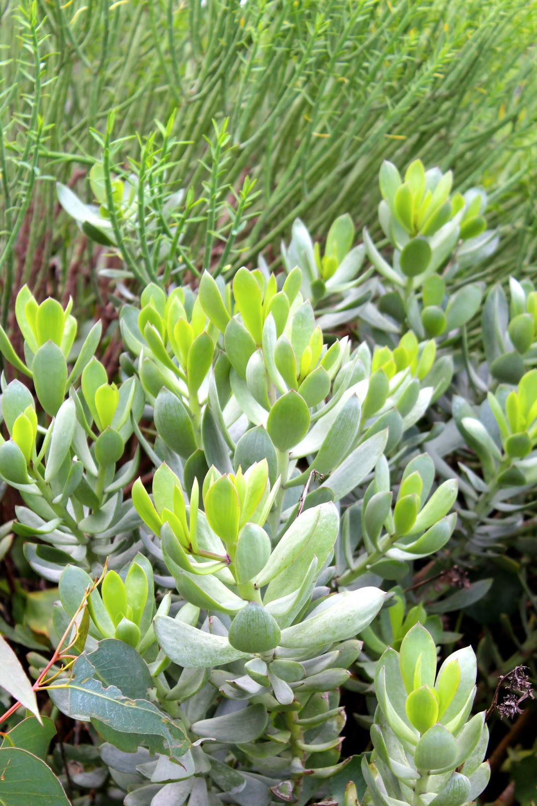 Florez Nursery: Senecio decaryi