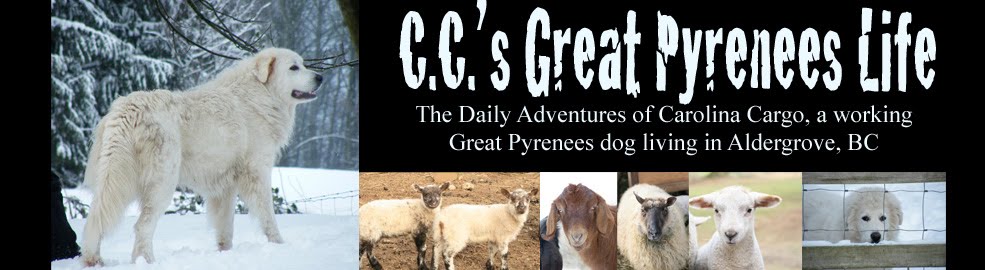 C.C.'s Great Pyrenees Life