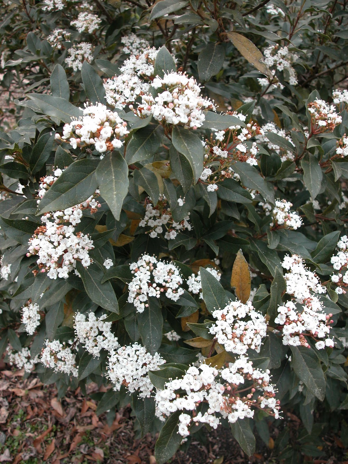 MARIETTE'S BACK TO BASICS {Our Viburnum Tinus & Viburnum Macrocephalum Chinese Snowball Viburnum}
