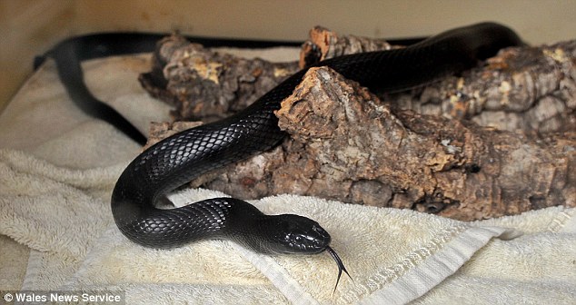 Foranimallover Mother Left Rattled After Opening A Cupboard