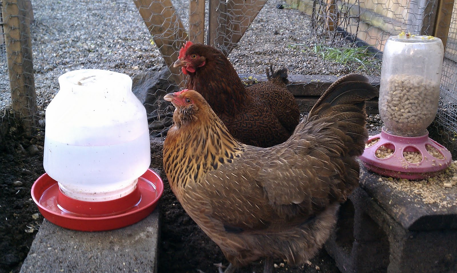 Red Pepper Flakes Chickens!