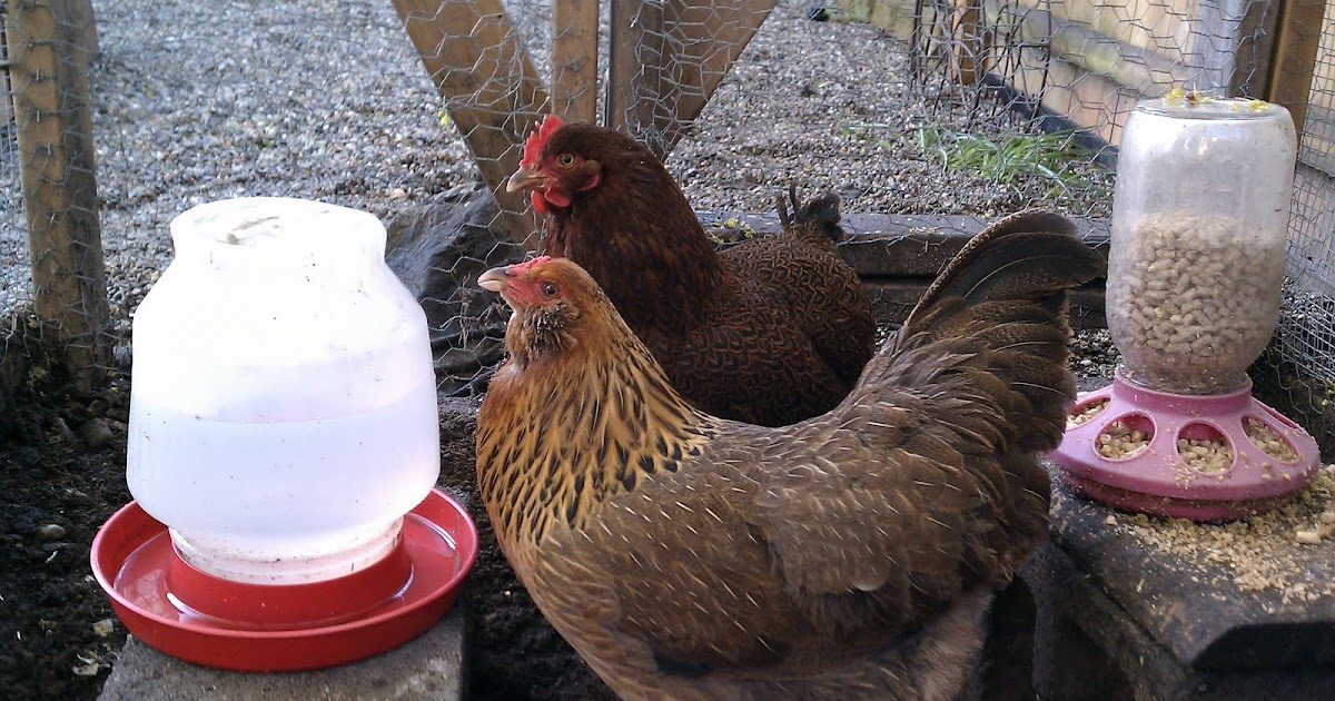 Red Pepper Flakes Chickens!