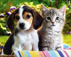 Anjing Lebih Pintar Dari Kucing