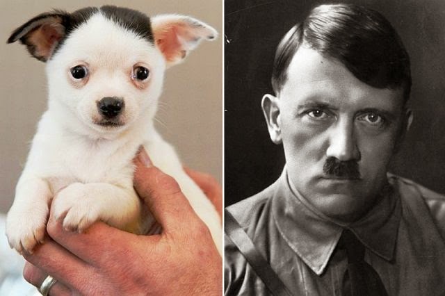anjing wajah mirip adolf hitler anjing wajah mirip adolf hitler